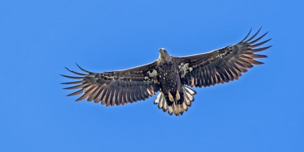 Letošní focení mořských orlů u Koclířova