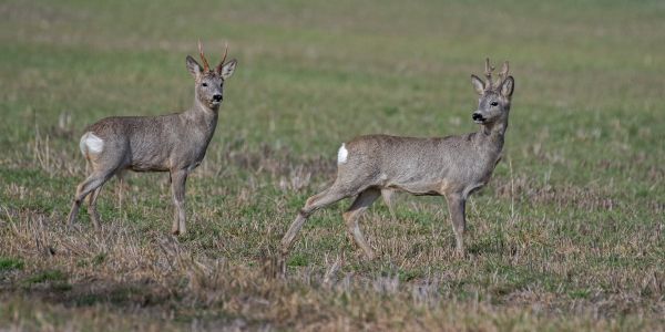 Srnci už vytloukají