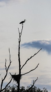 Večer nad volavčím hnízdem