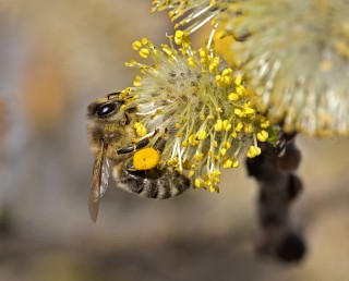 Včela medonosná