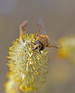 Pestřenka