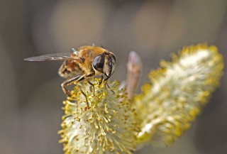 Pestřenka