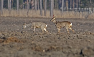 Srnci vytloukají