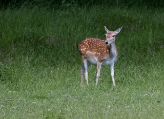 Laň jelena sika