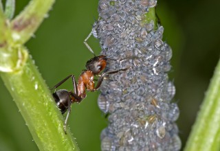 Mravenec a mšice