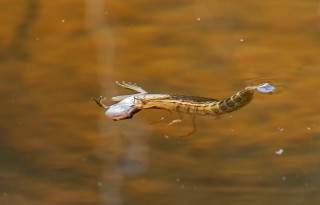 Larva potápníka s uloveným pulcem