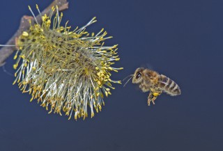 Včela na jívě