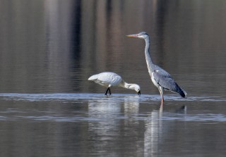Volavka a kolpík
