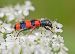 Pestrokrovečník včelový