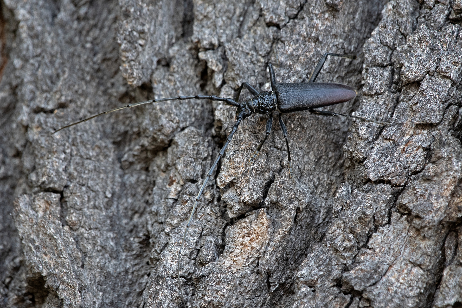 Tesařík obrovský samec