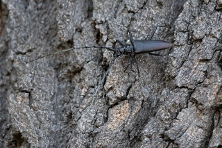 Tesařík obrovský samec