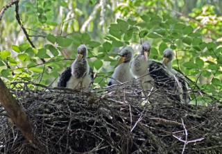 Mladí čápi černí