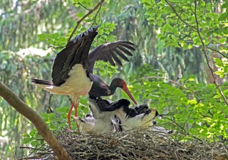 Čáp černý na hnízdě