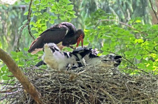 Čáp černý při krmení mláďat