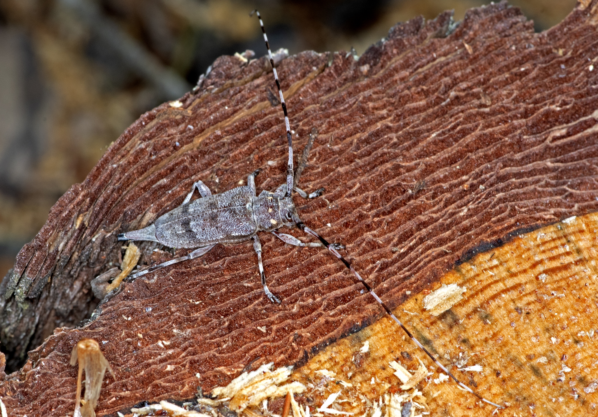 Kozlíček dazule, samička