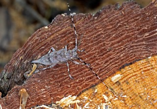 Kozlíček dazule, samička