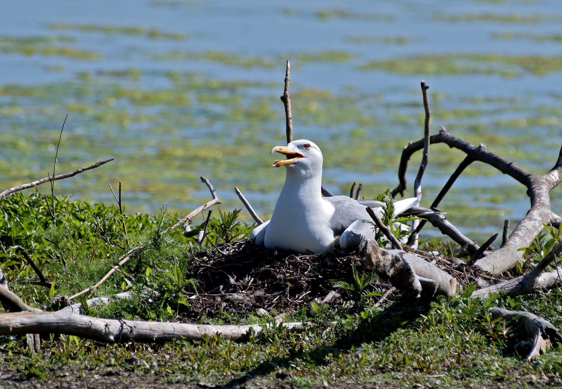 Racek stíbřitý na hnízdě