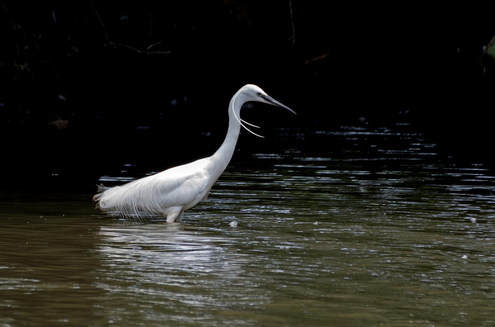 Volavka stříbřitá
