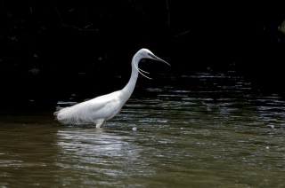 Volavka stříbřitá