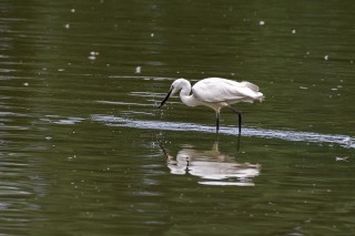 Volavka stříbřitá