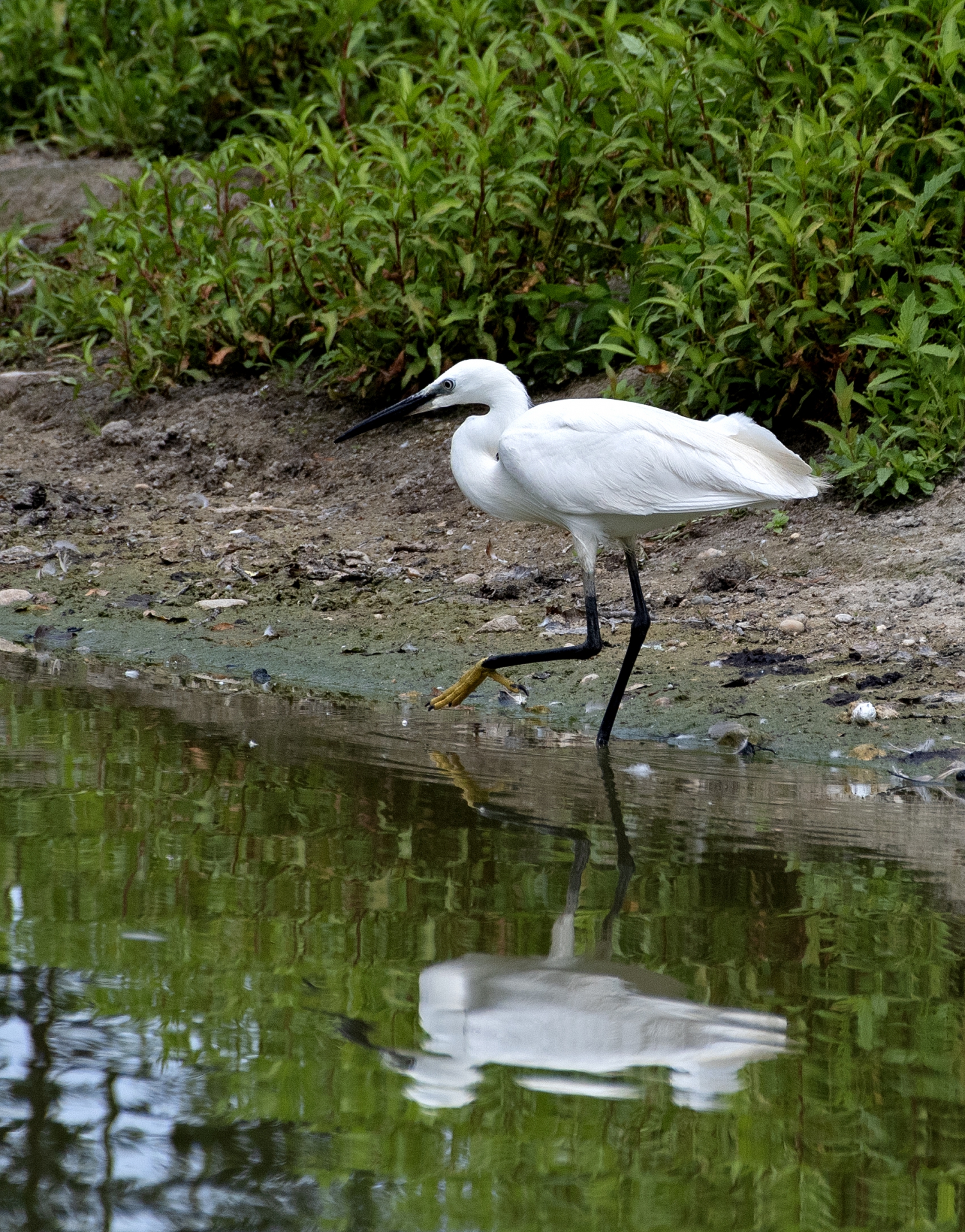 Volavka stříbřitá