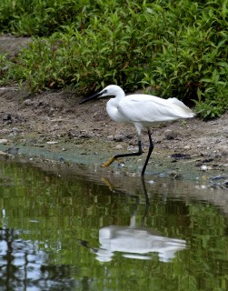 Volavka stříbřitá