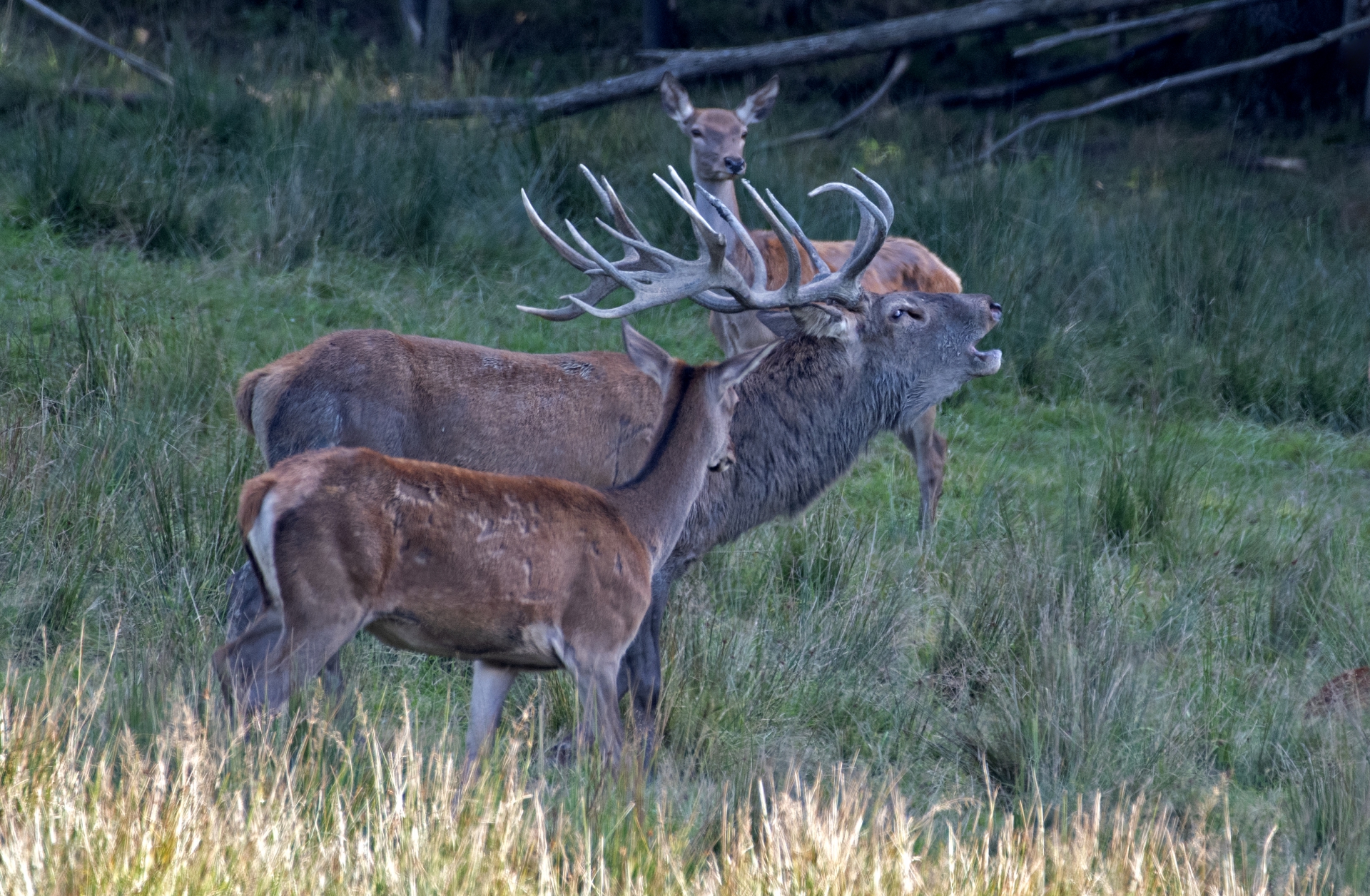 Jelení říje Líšnice