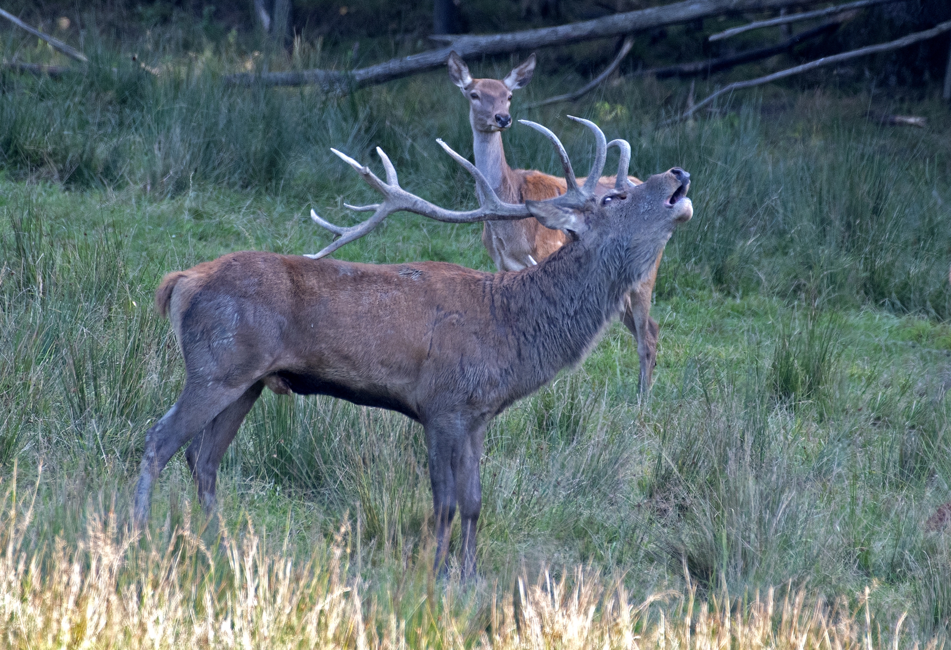 Jelení říje Líšnice