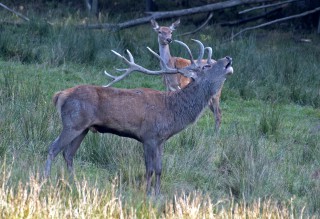 Jelení říje Líšnice