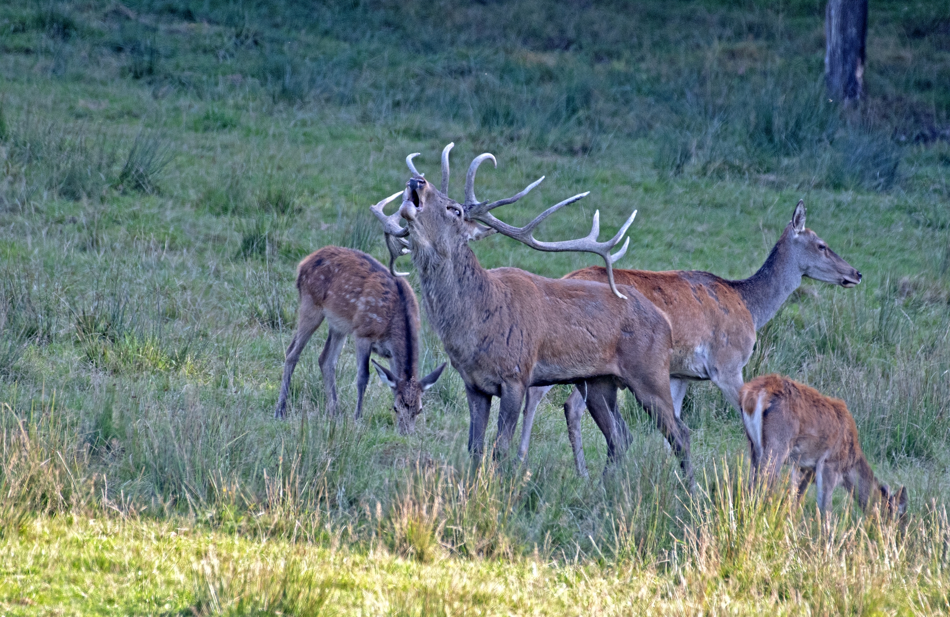 Jelení říje Líšnice