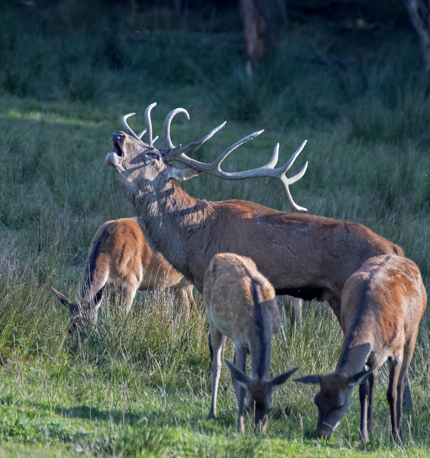 Jelení říje Líšnice