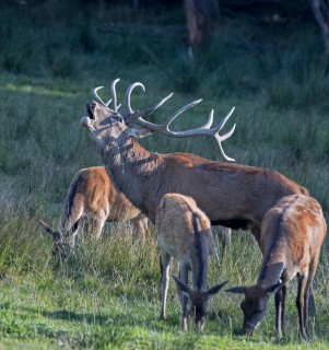 Jelení říje Líšnice