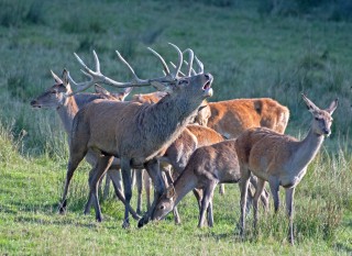 Jelení říje Líšnice