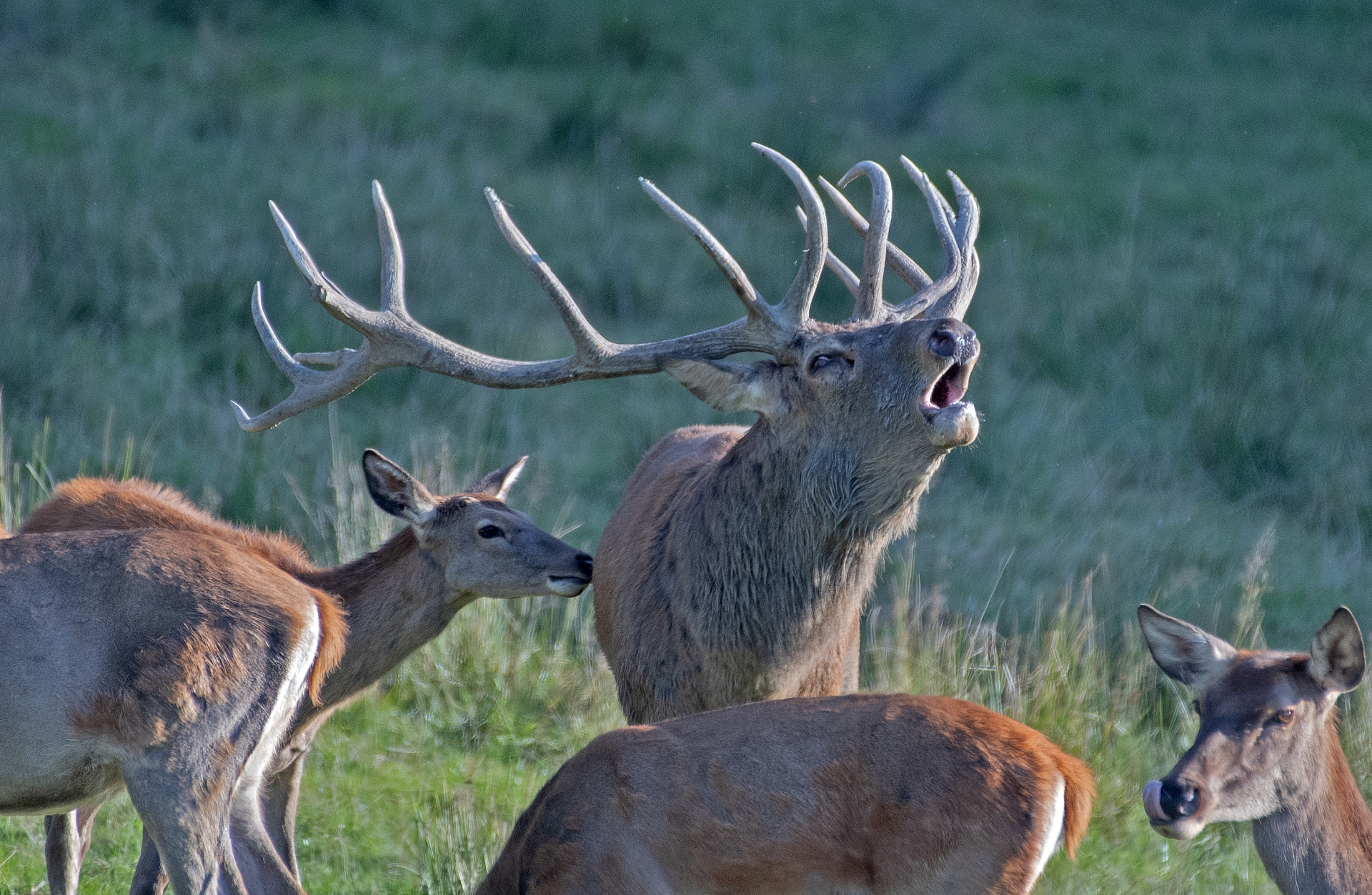 Jelení říje Líšnice