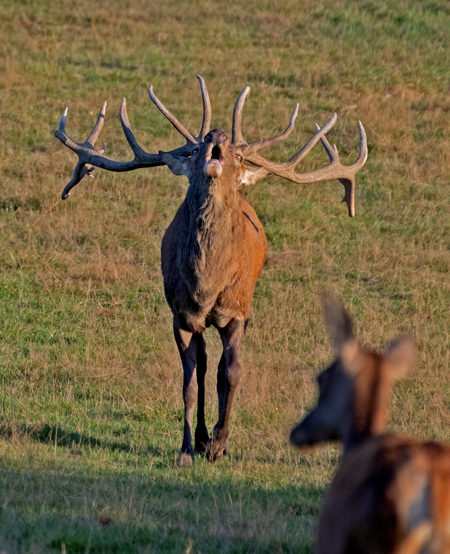 Jelení říje Líšnice