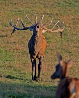 Jelení říje Líšnice
