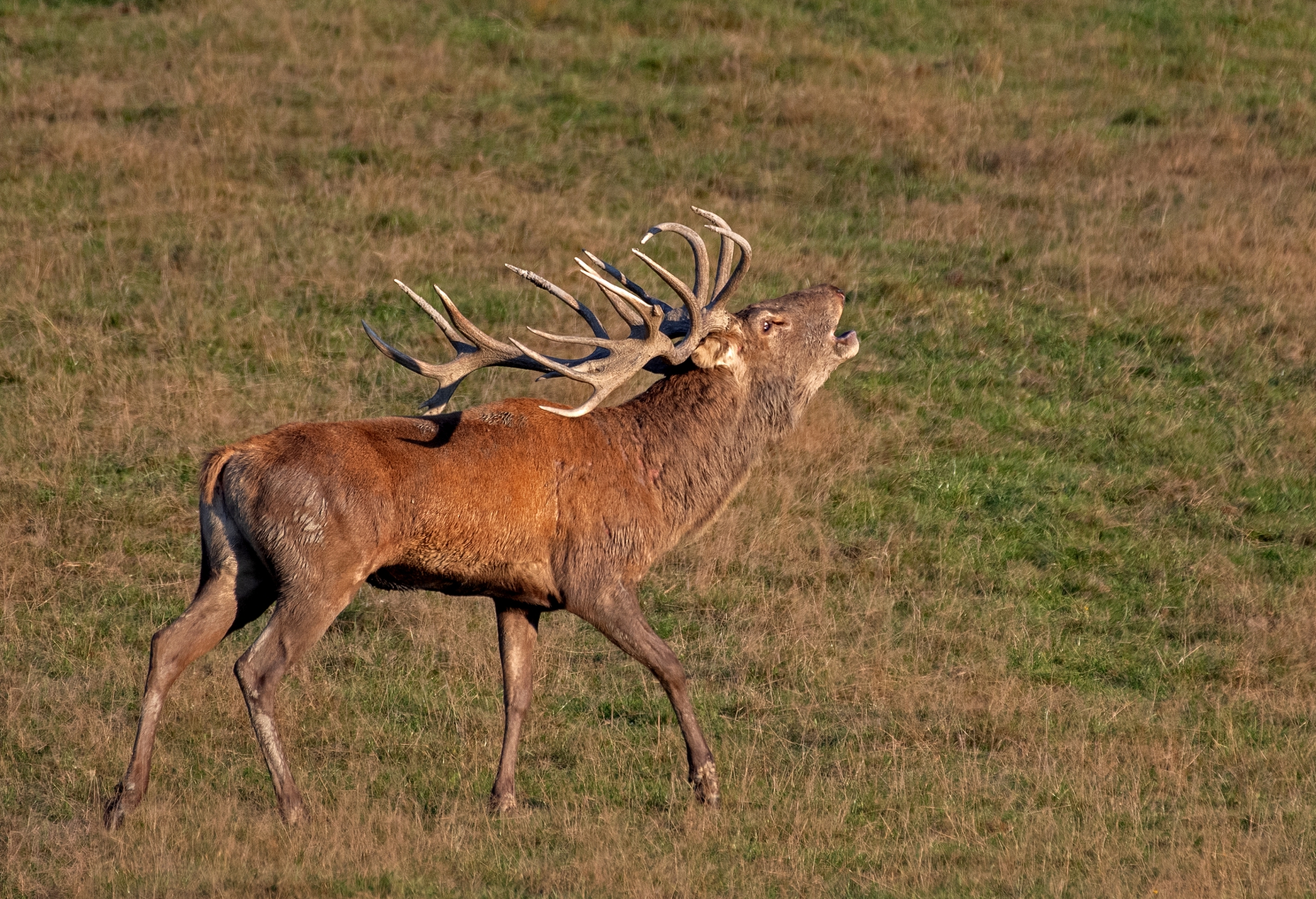 Jelení říje Líšnice