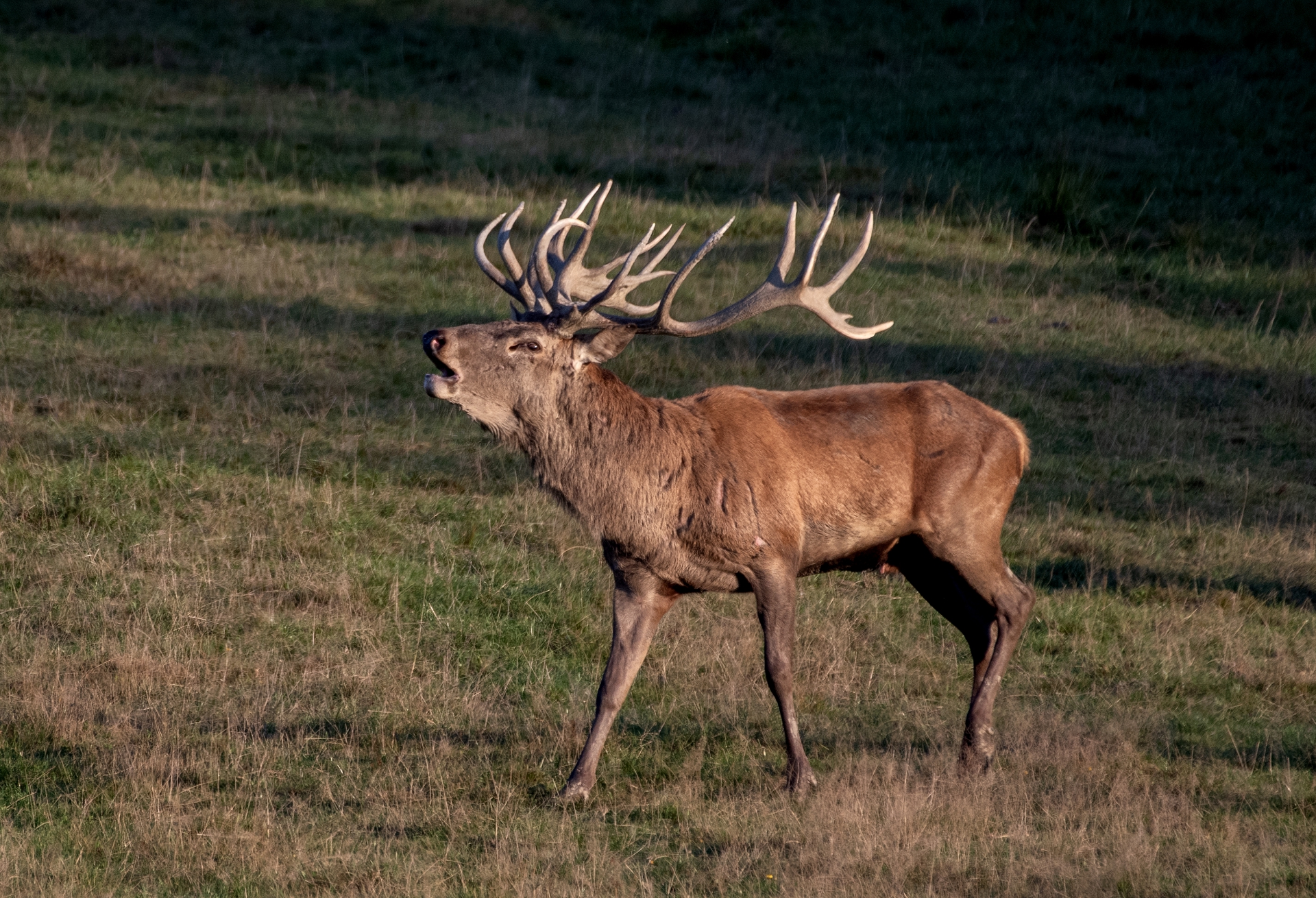 Jelení říje Líšnice