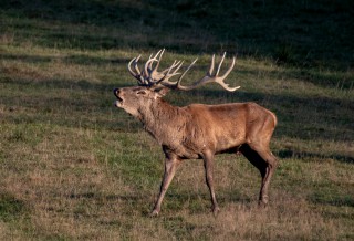 Jelení říje Líšnice