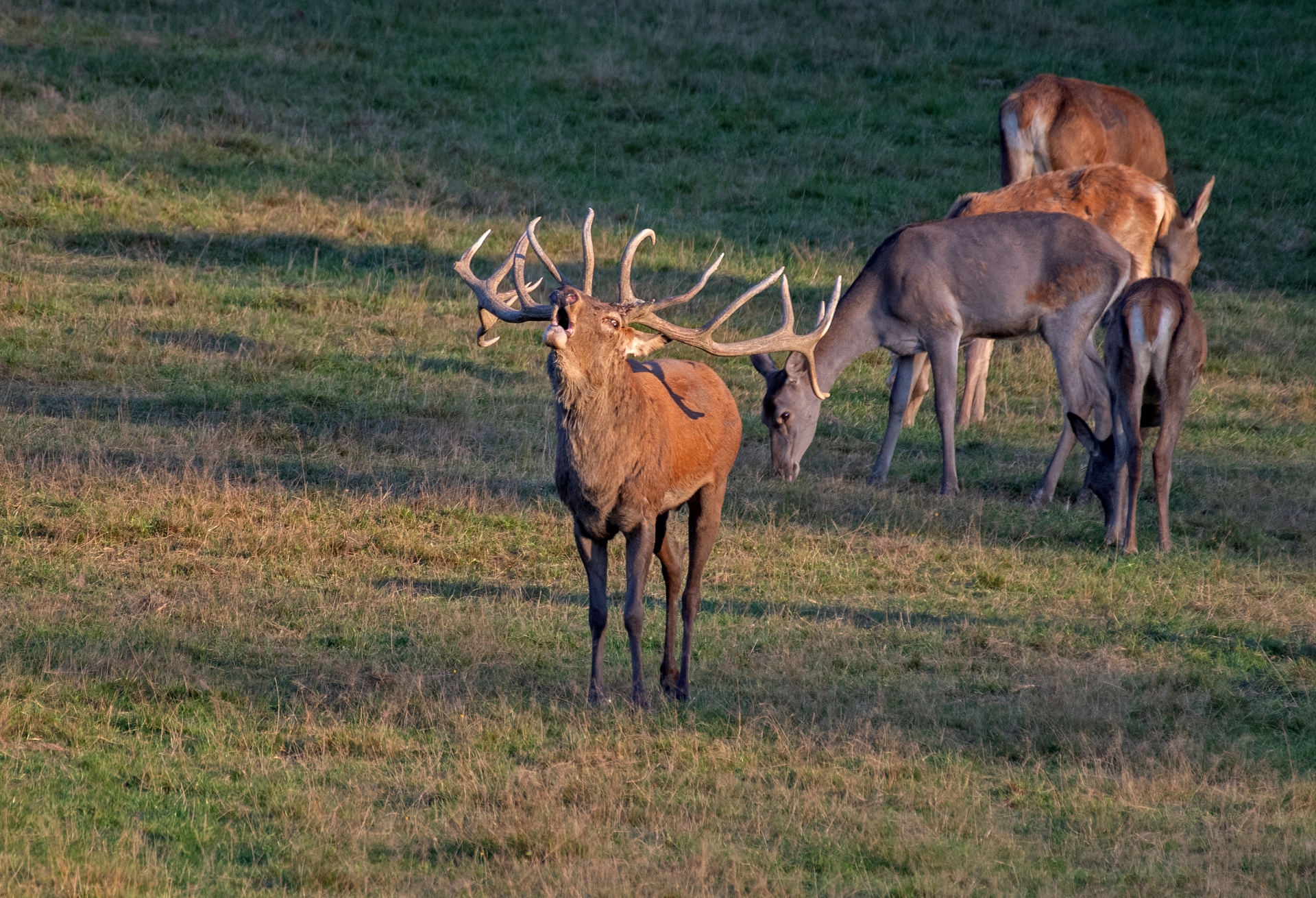 Jelení říje Líšnice