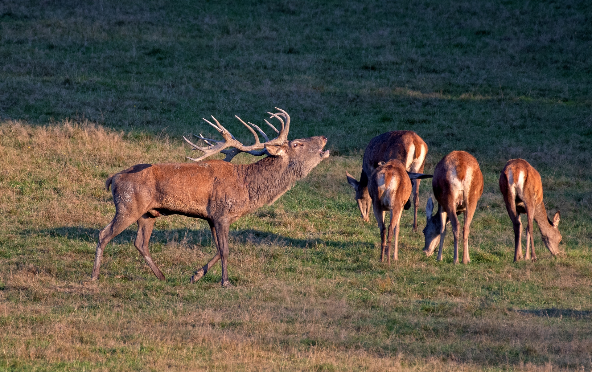Jelení říje Líšnice