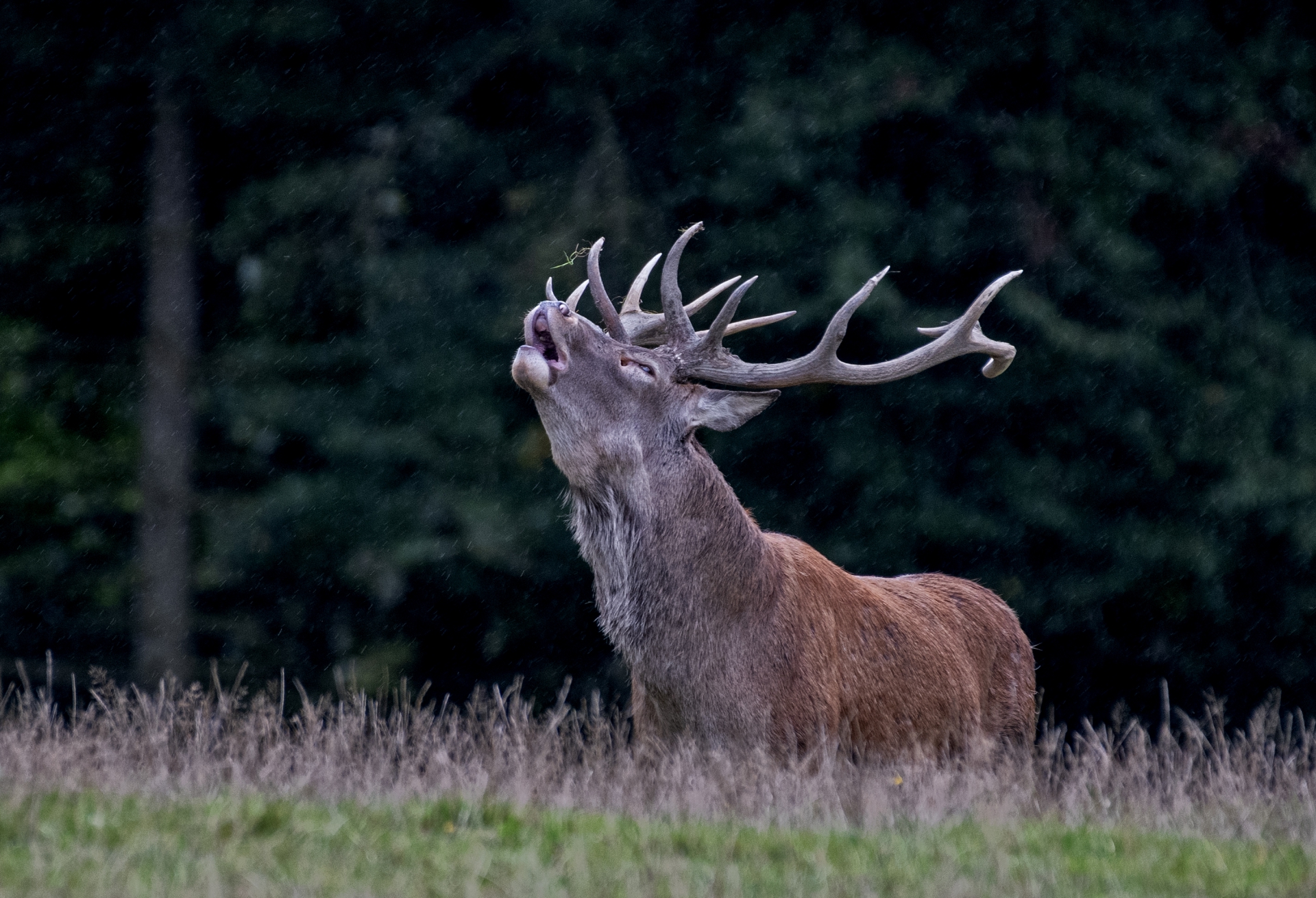 Jelení říje Líšnice