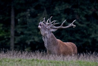 Jelení říje Líšnice