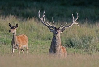 Jelení říje Líšnice