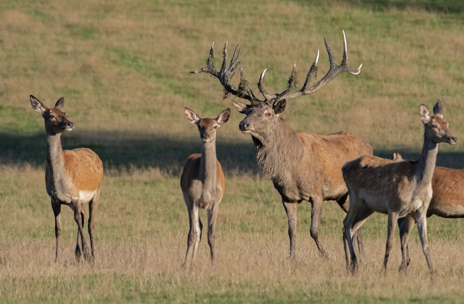 Jelení říje Líšnice