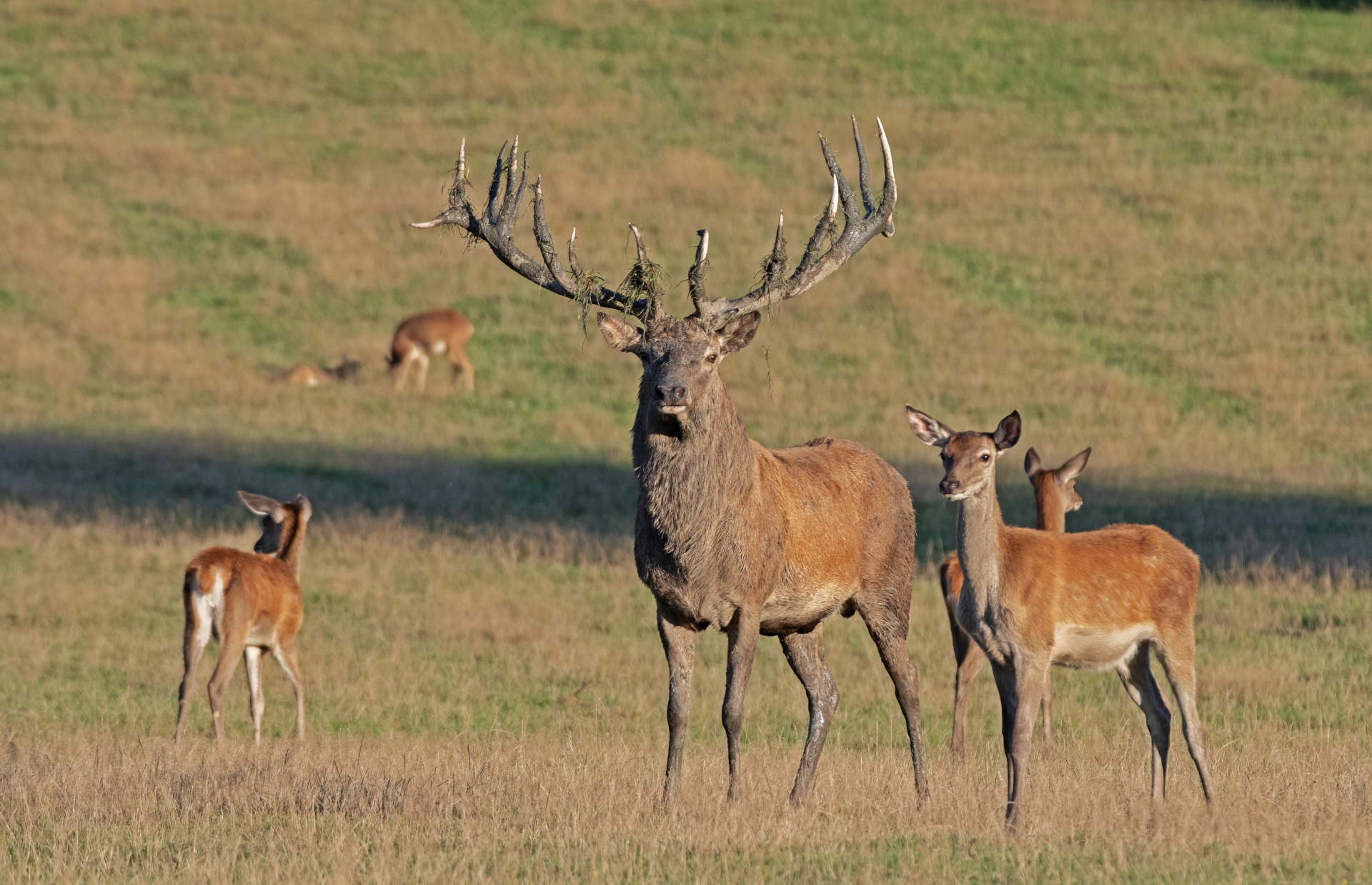 Jelení říje Líšnice