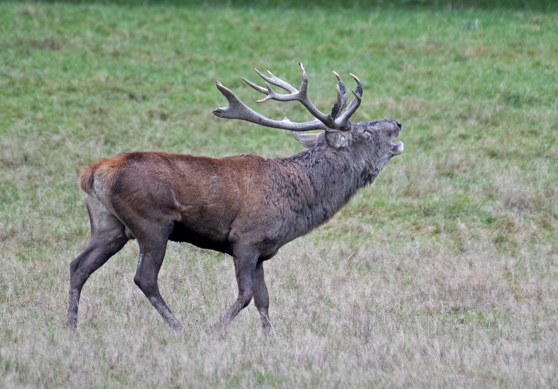 Jelení říje Líšnice