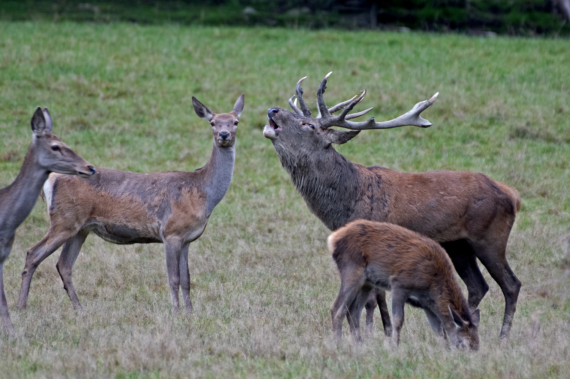 Jelení říje Líšnice