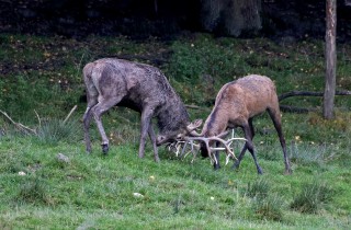 Jelení říje Líšnice