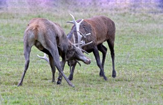 Jelení říje Líšnice